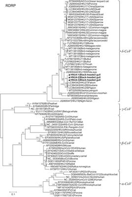 Characterization of Deltacoronavirus in Black-Headed Gulls (Chroicocephalus ridibundus) in South China Indicating Frequent Interspecies Transmission of the Virus in Birds